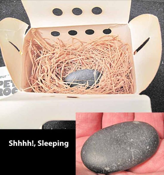 Pet Rock with Care Manual in Box | Funk & Junk Collectibles